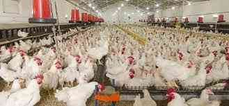 Macmed Integrated Farms